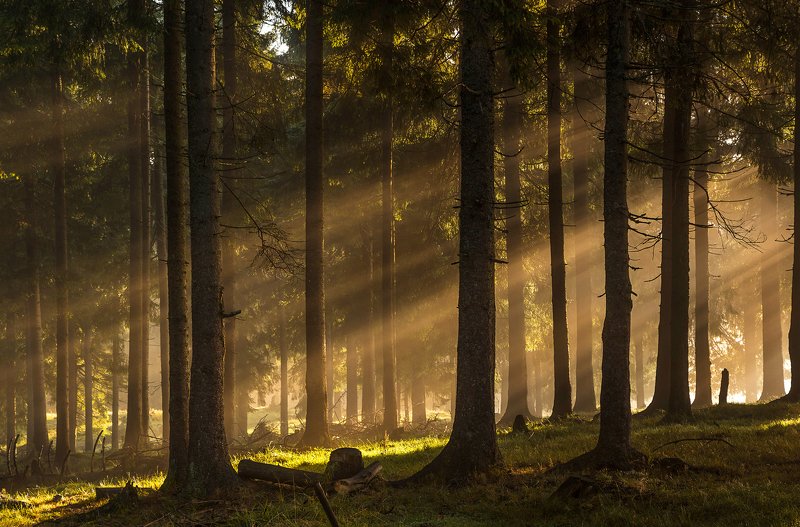 mountains, romania, trees, sunrise, landscape, nature, travel, summer, forest, fog, lights Forest Lightsphoto preview