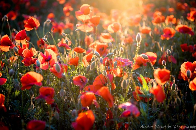 meadow, ,poppies, ,flowers, ,light, ,sunlight, ,sunrays, ,landscape, ,spring, ,season, , Spring meadowphoto preview
