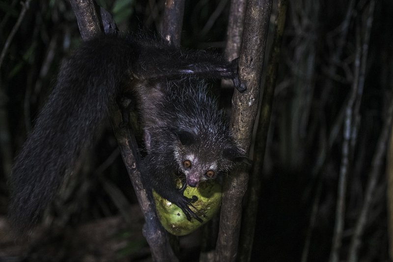 рука-ножка РУКА-НОЖКА.МАДАГАСКАРphoto preview