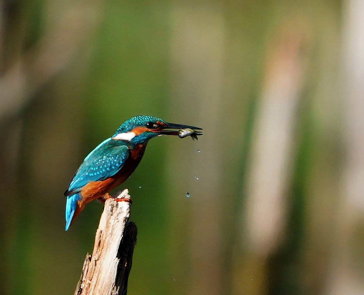 Kingfisher.. Автор: Красимир Георгиев , Красимир Георгиев