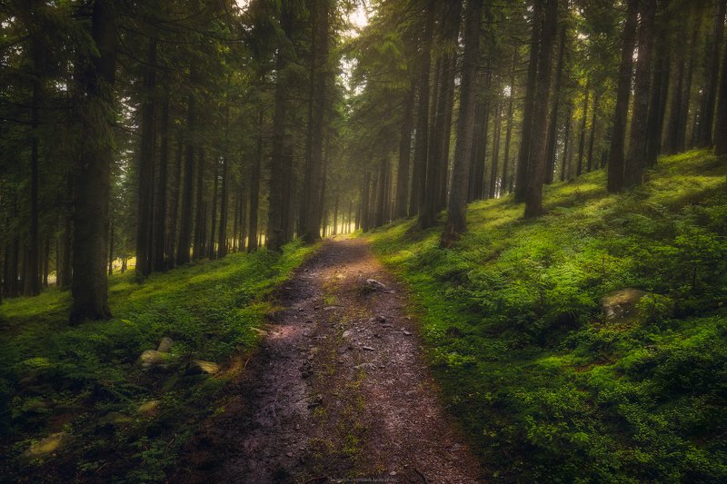 карпаты, поход, лес, природа, пейзаж, тропа, свет, лето Лесными тропамиphoto preview