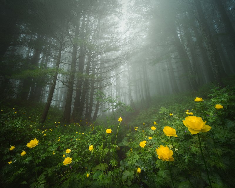 Hidden in the misty forestphoto preview