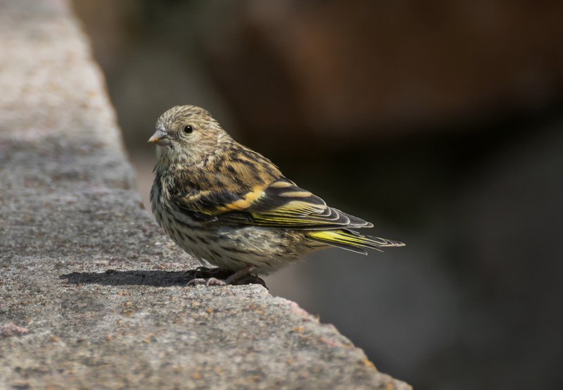 птица, чижик, чижик..photo preview