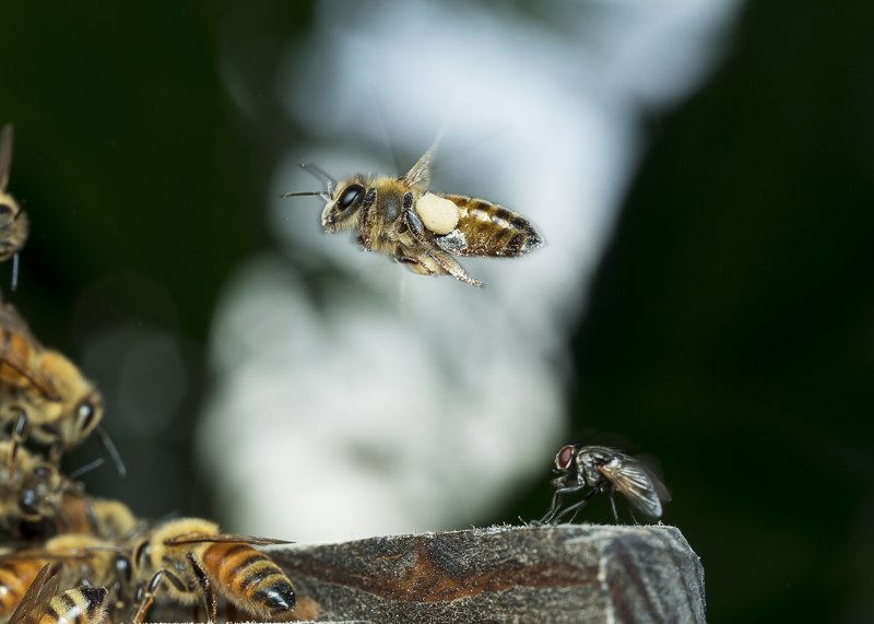 #macro#bee#colour I Believe You Can Fly !photo preview