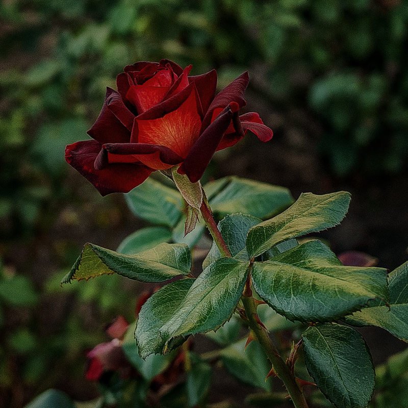 Августовская красавицаphoto preview