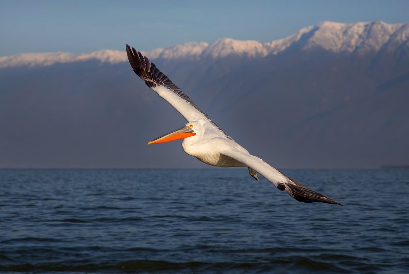 полетphoto preview