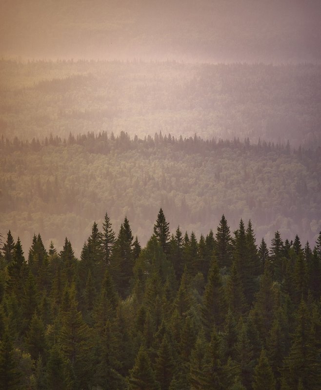 Волны тайгиphoto preview