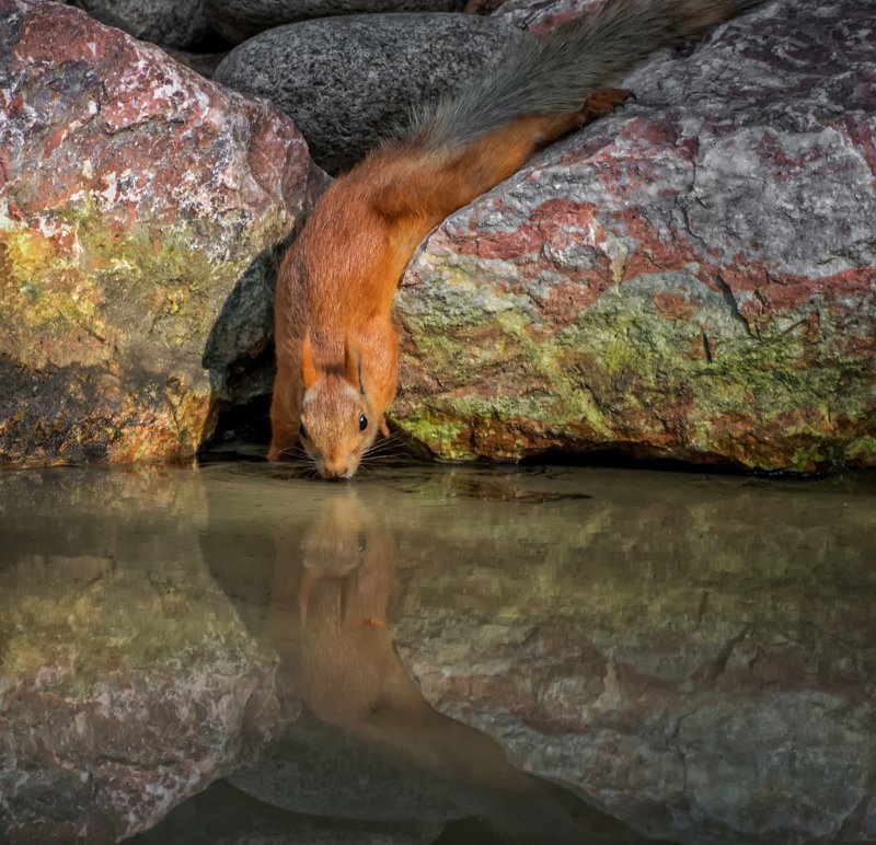 белка, озеро, жажда, вода, дотянуться до воды..photo preview