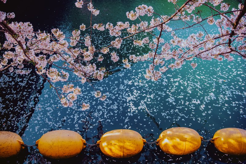 sakura japan yokohama hanami Pink and emeraldphoto preview