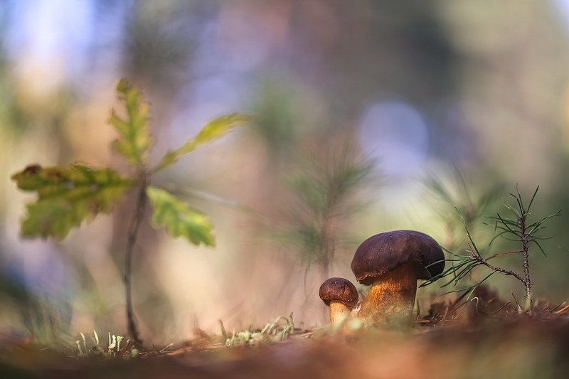 Тихая охотаphoto preview