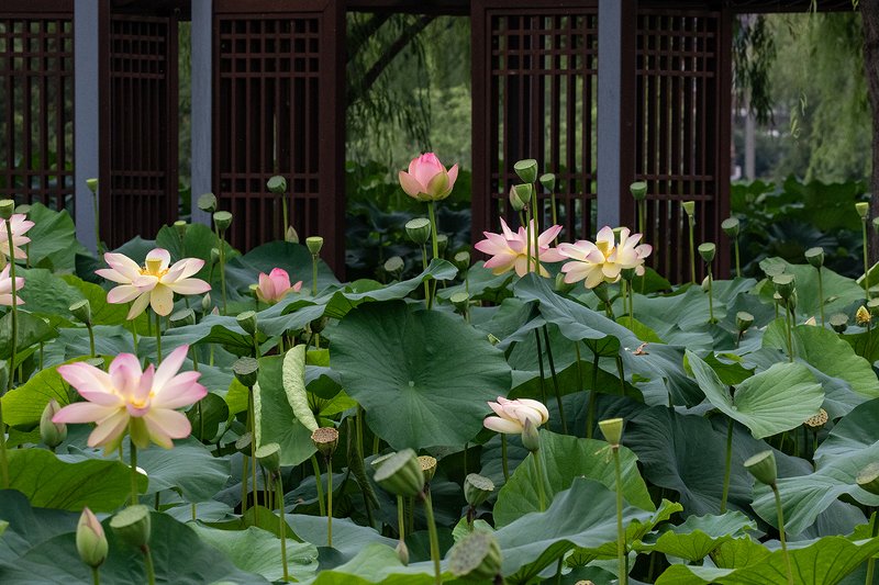 Lotus gardenphoto preview
