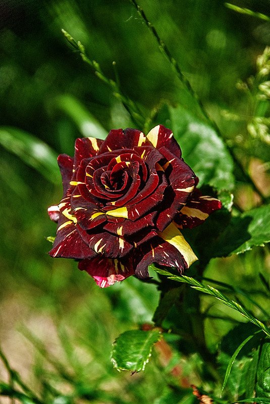 Розаphoto preview