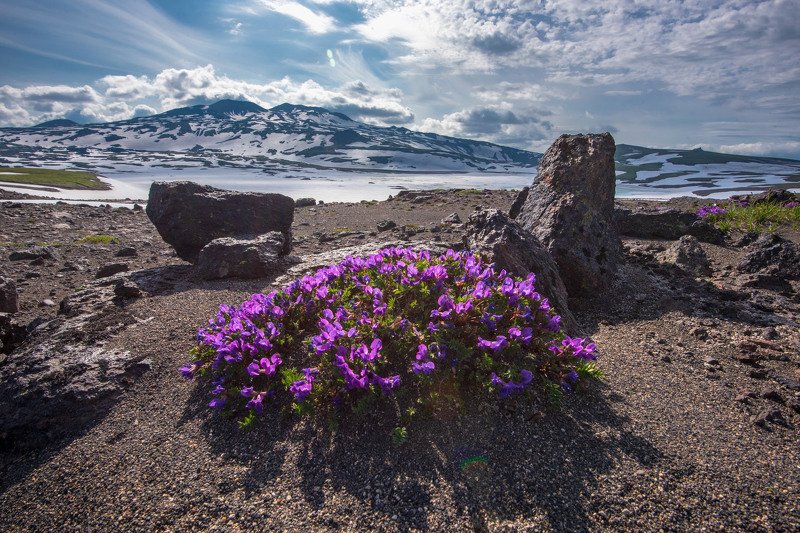 камчатка,цветы,kamchatka рокарий по Камчатскиphoto preview