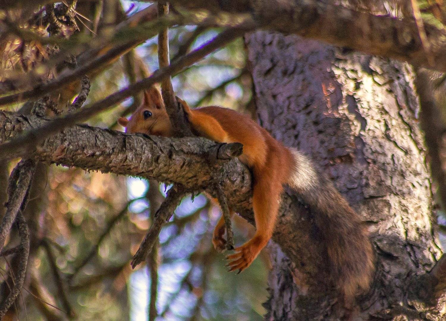 Всё! Я устала. Автор: Павел Сагайдак , Павел Сагайдак