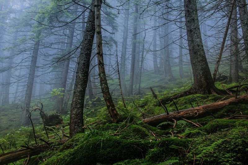 В заповедном лесуphoto preview