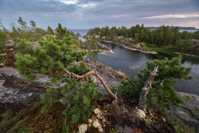 ладога, пейзаж, карелия, шхеры, вечер, сумерки, озеро, холм, дерево, сосна, камни, вода, путешествие, лес, вид, landscape, evening, twilight, dusk, lake,hill, tree, pine, stones, water, travel, forest, wood, view Хвойные фото превью