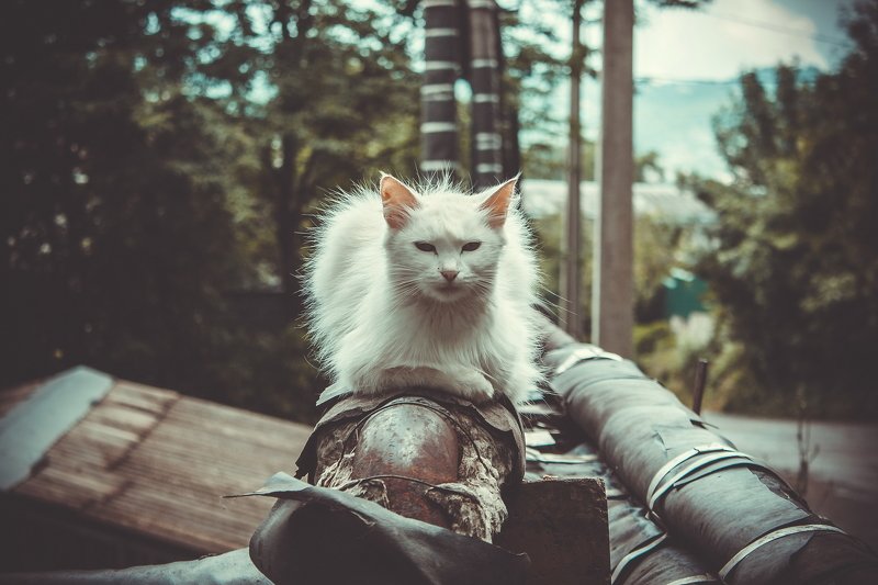 животные, кот, коты, котэ, кошка, кошки белый котphoto preview