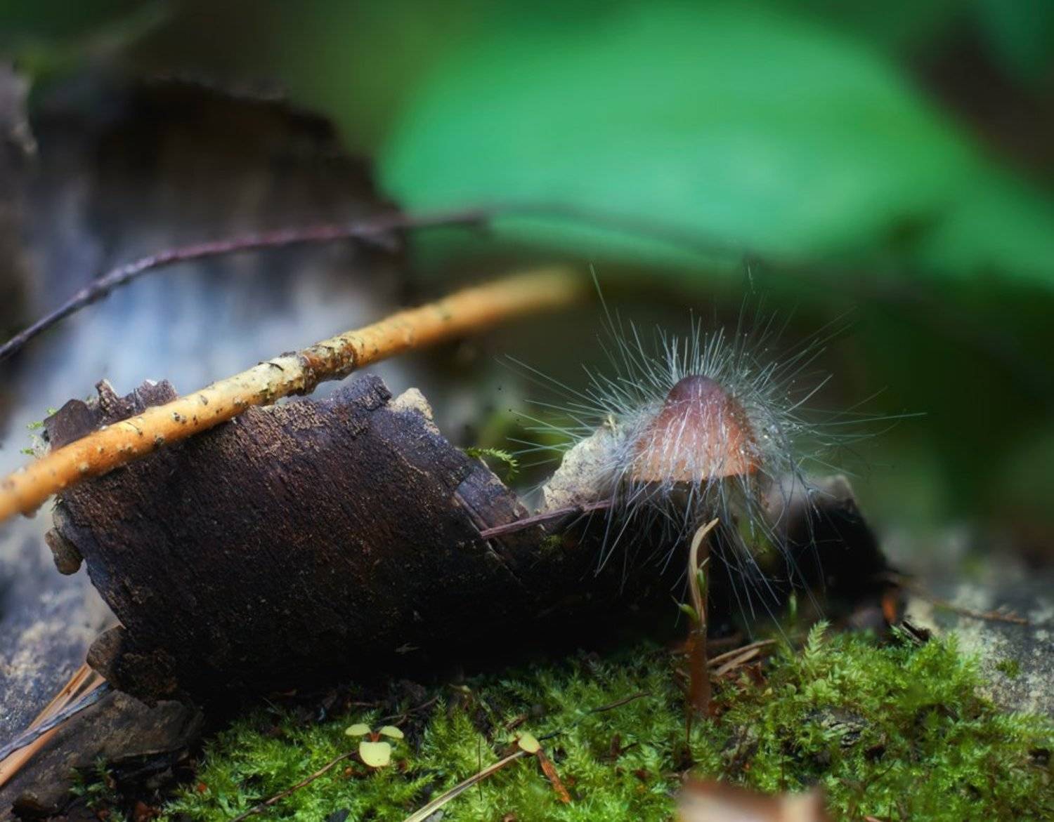 Неформал.... Автор: Alexey Gnilenkov macro, closeup, insect, макро, насекомые, gnilenkov, Alexey Gnilenkov