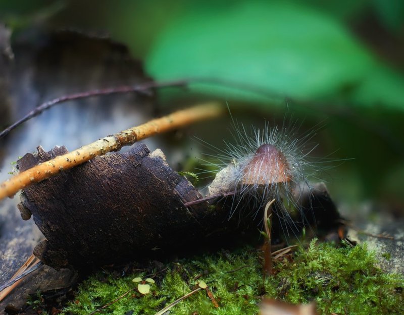 macro, closeup, insect, макро, насекомые, gnilenkov Неформал...photo preview