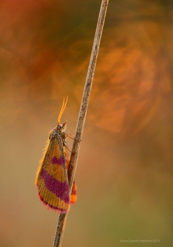 Цветной плащphoto preview