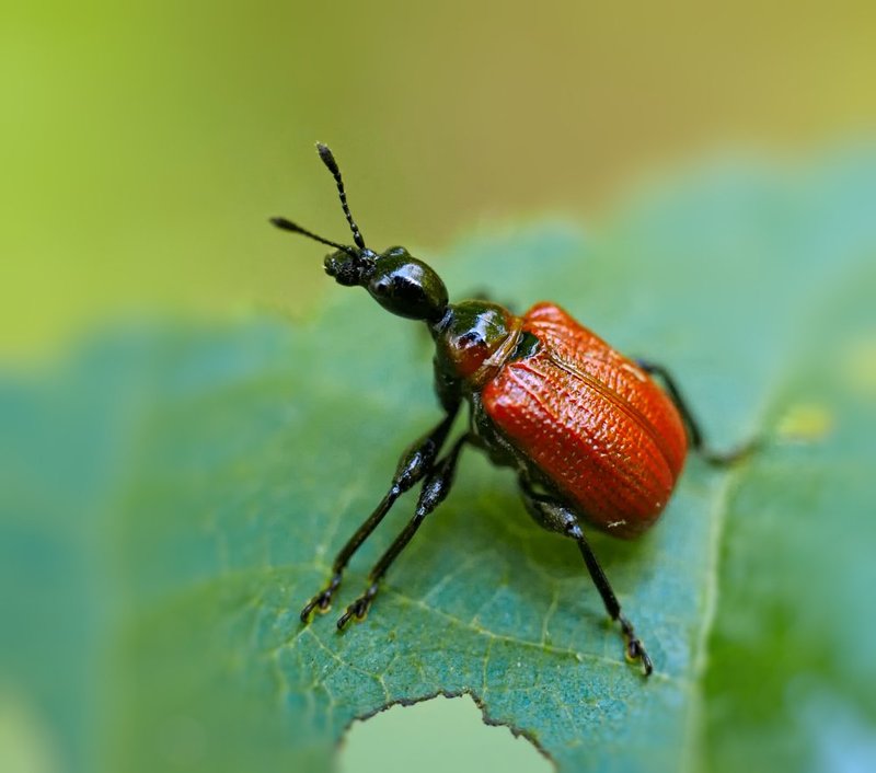 macro, closeup, insect, макро, насекомые, gnilenkov Трубковерт ореховый...photo preview