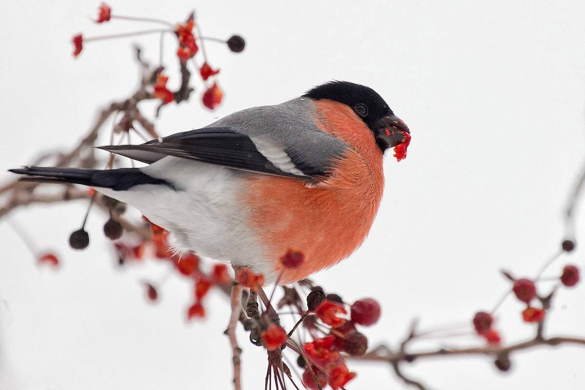 ***. Автор: Andrey , Andrey