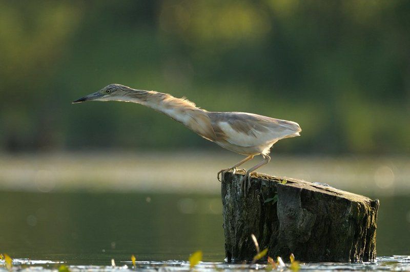 Жирафphoto preview