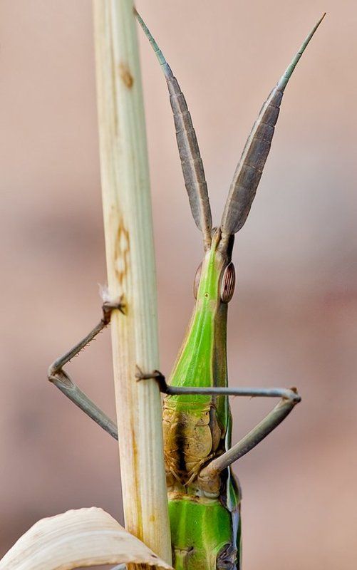 И выросли у Мука ослинные уши.photo preview