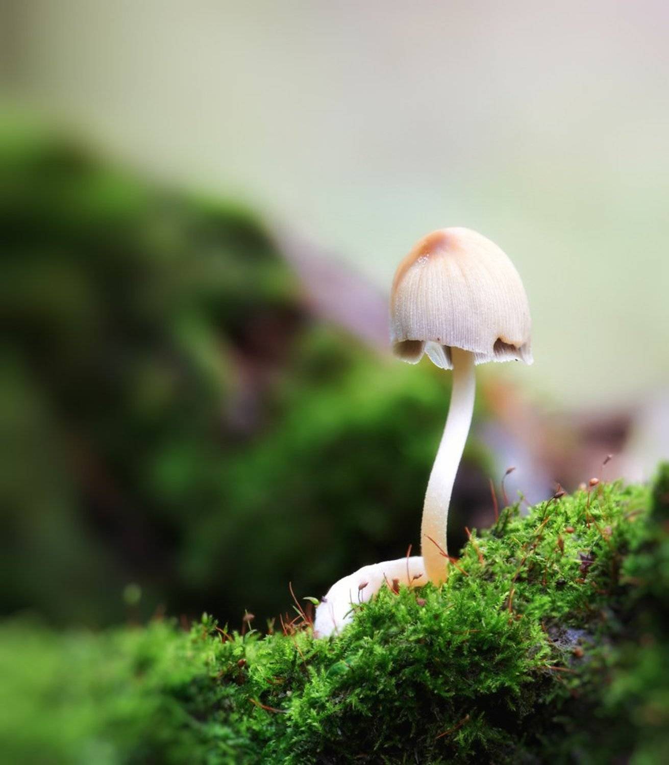 macro, closeup, insect, макро, насекомые, gnilenkov, Alexey Gnilenkov