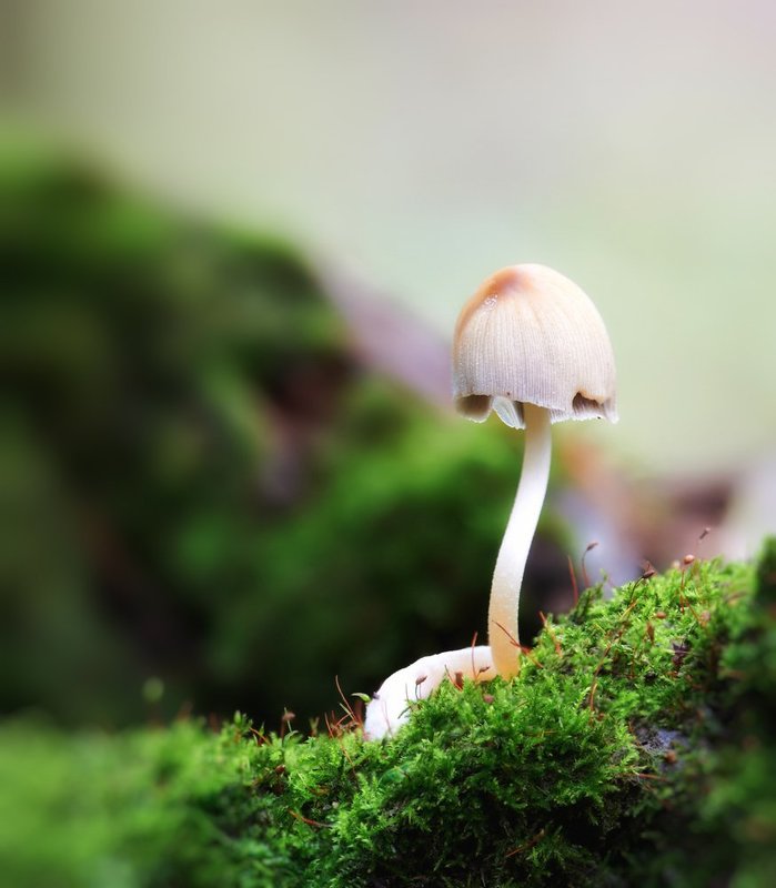 macro, closeup, insect, макро, насекомые, gnilenkov Модник...photo preview