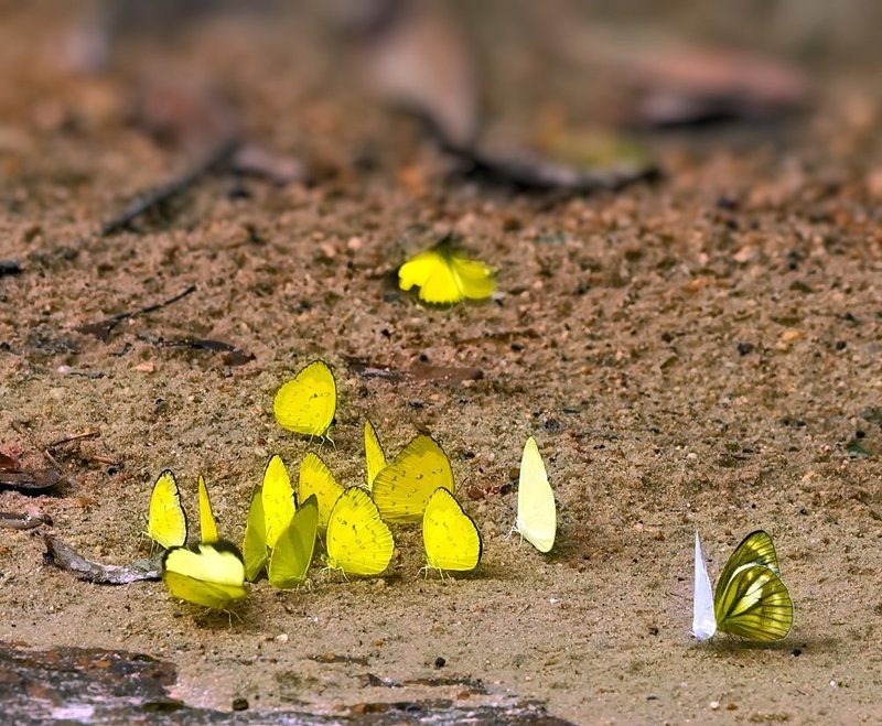 macro, closeup, insect, макро, насекомые, gnilenkov Хороводы...photo preview