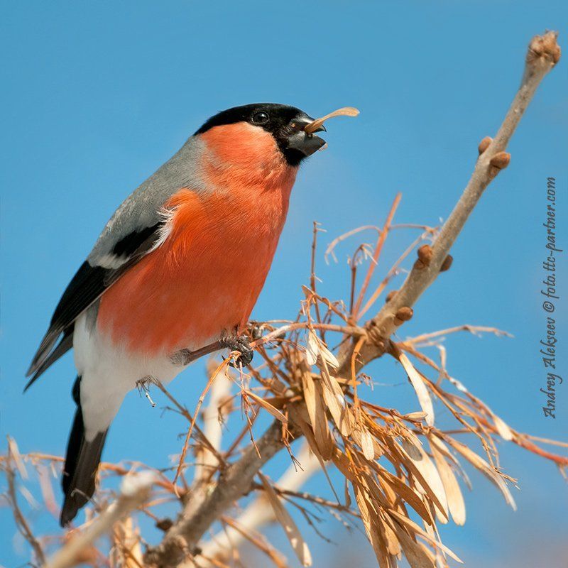 снегири, зима, фотоохота Серия \