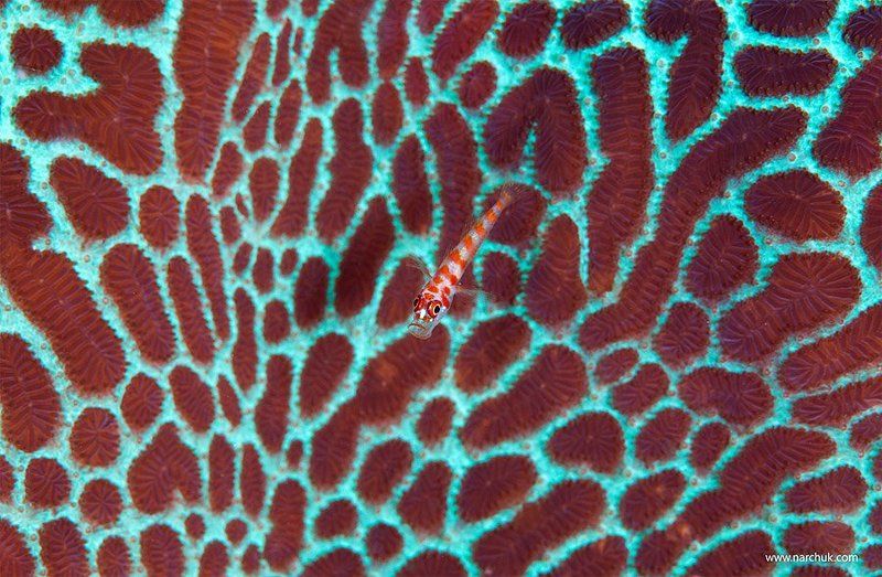 Миниphoto preview