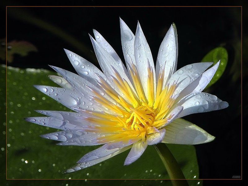 Лотосphoto preview