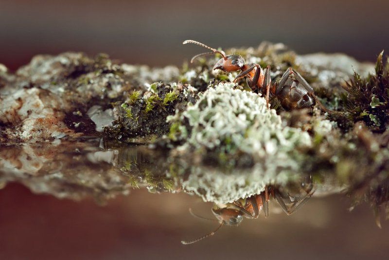 The Ant фото превью