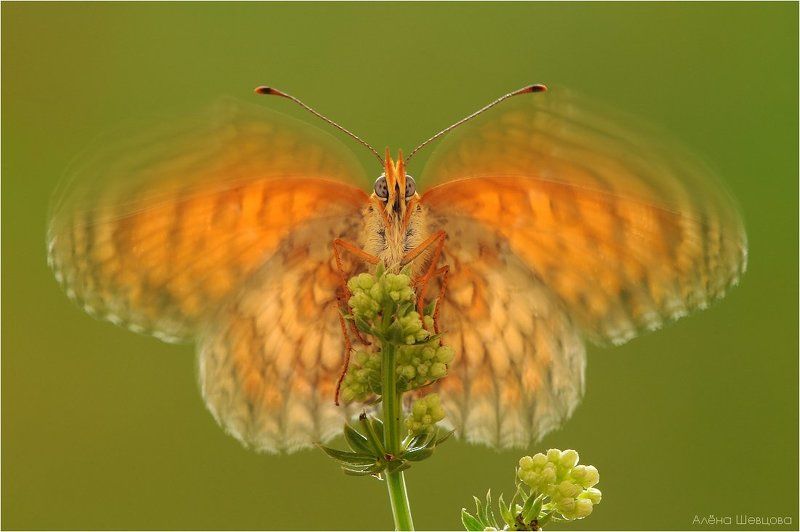В облаке крыльевphoto preview