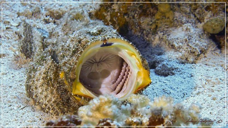 скорпена, камень Глоткаphoto preview