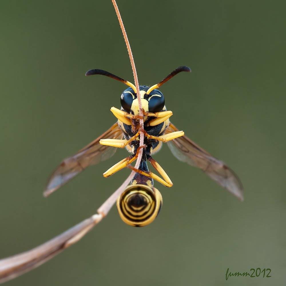 РАКУРС . ОСА.. Автор: Игорь ФУММ , Игорь ФУММ