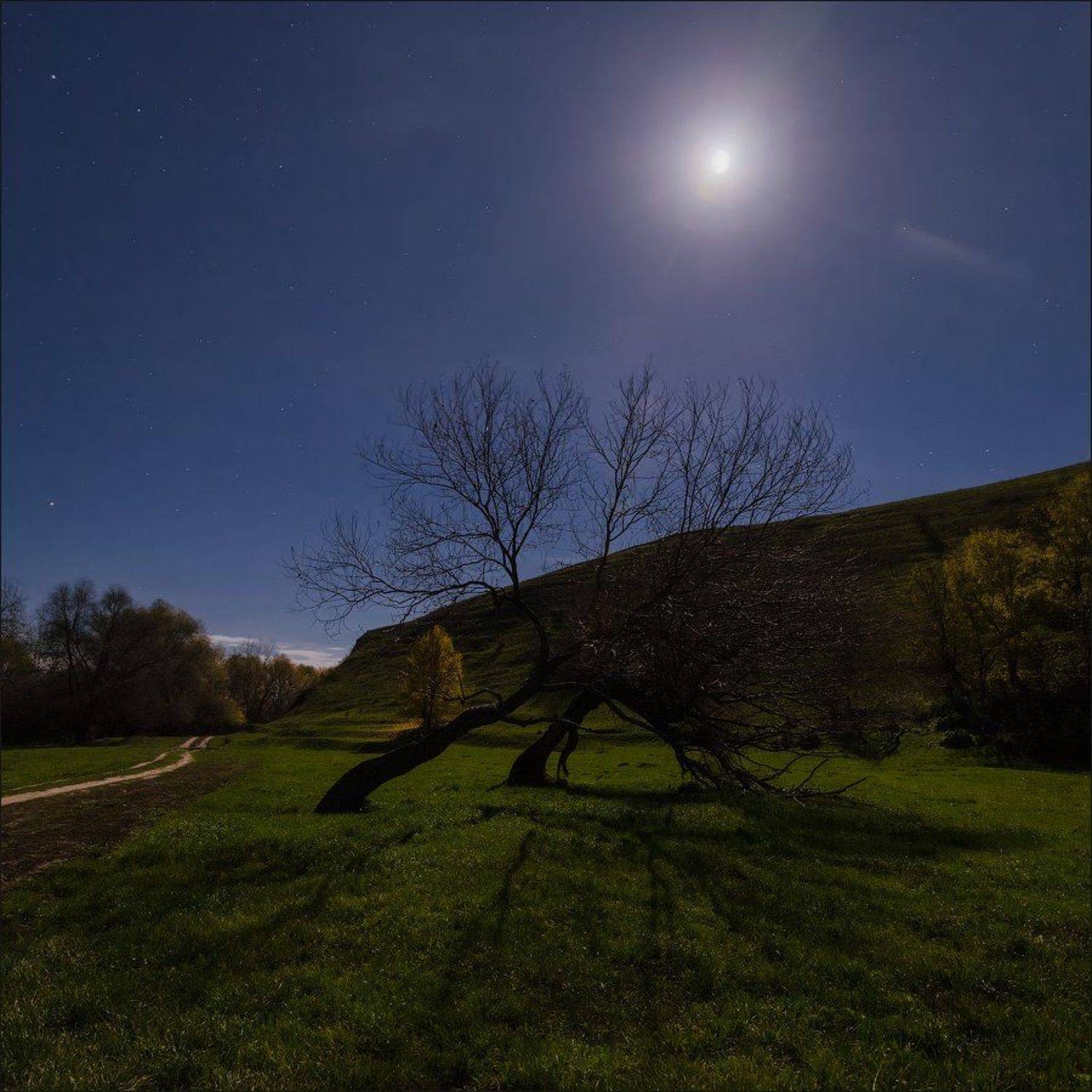 Сопротивление стихиям. Автор: U-235 ночь,луна,звезды,дерево,осень,сопротивление, U-235