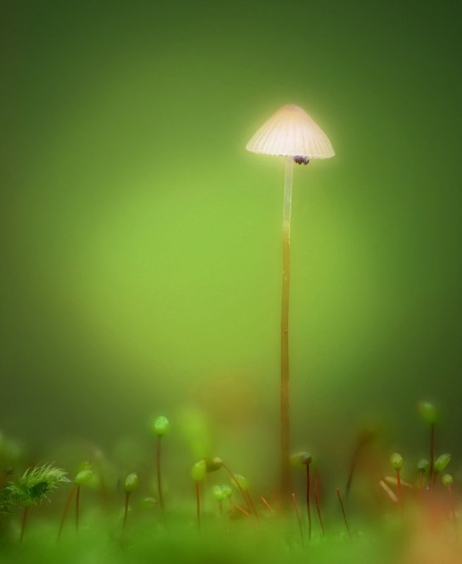 macro, closeup, insect, макро, насекомые, gnilenkov Электрик-высотник...photo preview