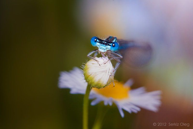 damselfly, eyes, nature ,heaven, flowers, chamomile, macro, oleg serkiz, олег серкиз, макро, стрекоза, стрелка, ромашки Damselfly Eyesphoto preview