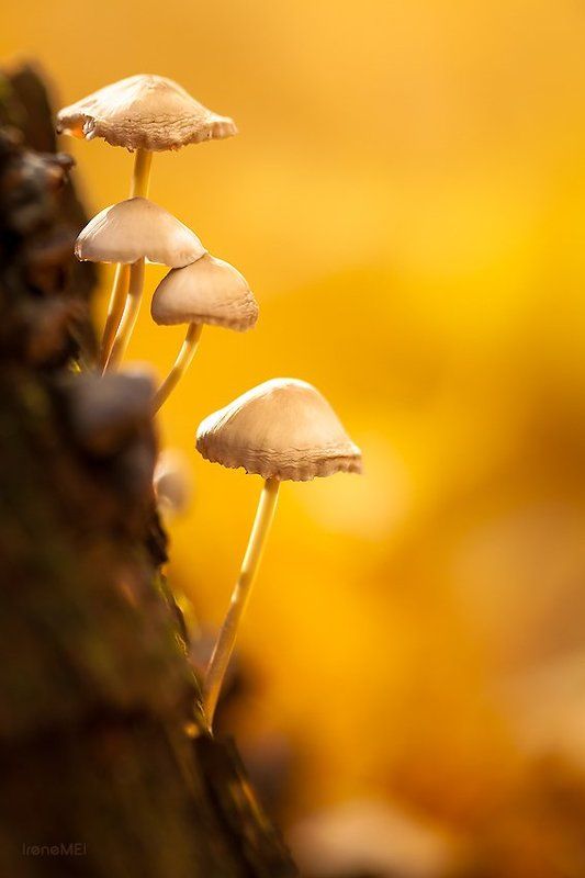 Осенние воспоминанияphoto preview