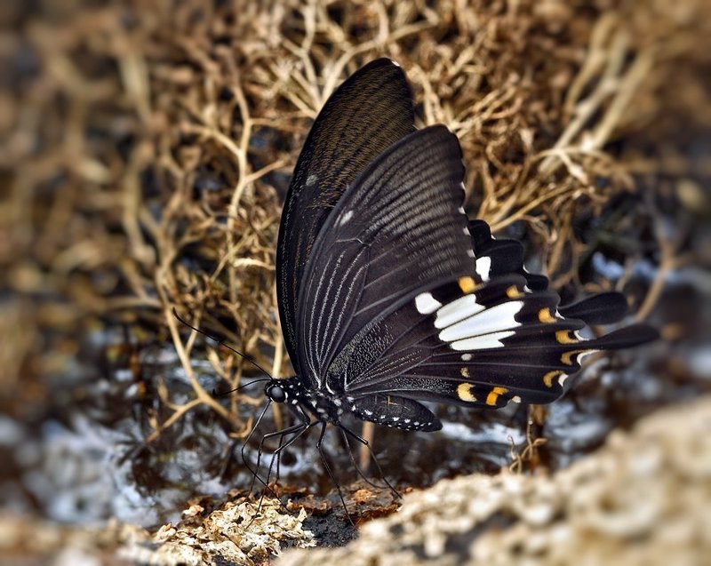 macro, closeup, insect, макро, насекомые, gnilenkov ***photo preview