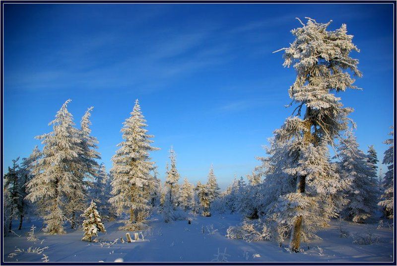 тайга, зима, мороз, якутия Зимний пейзвжphoto preview