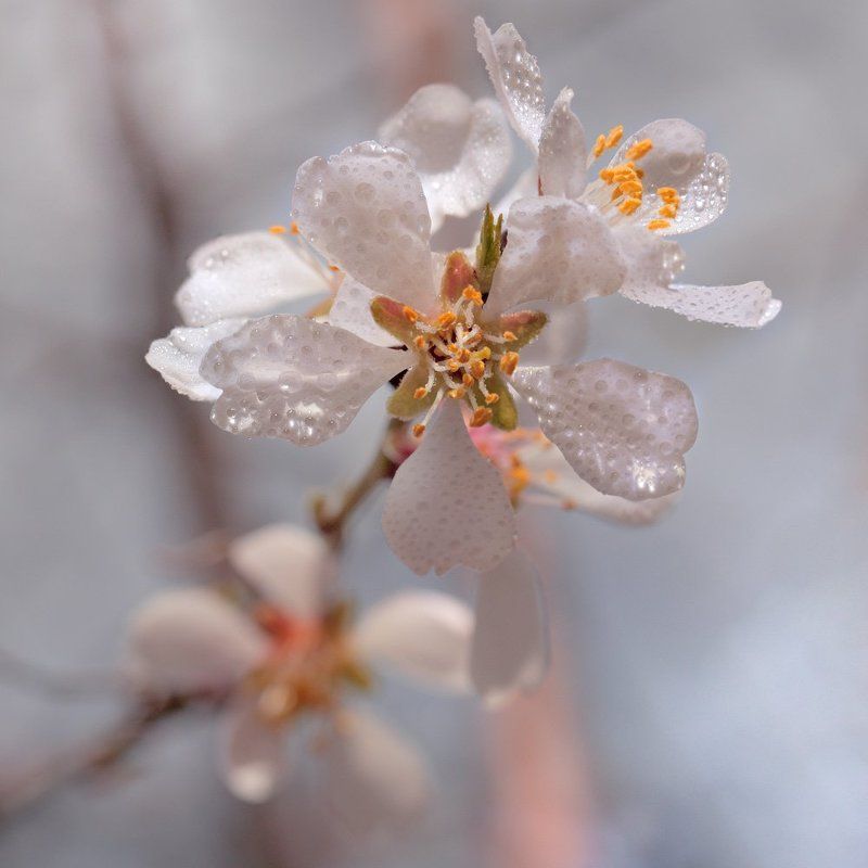 С Весной)photo preview
