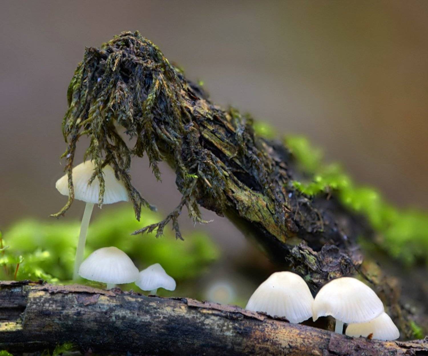 На передовой.... Автор: Alexey Gnilenkov macro, closeup, insect, макро, насекомые, gnilenkov, Alexey Gnilenkov