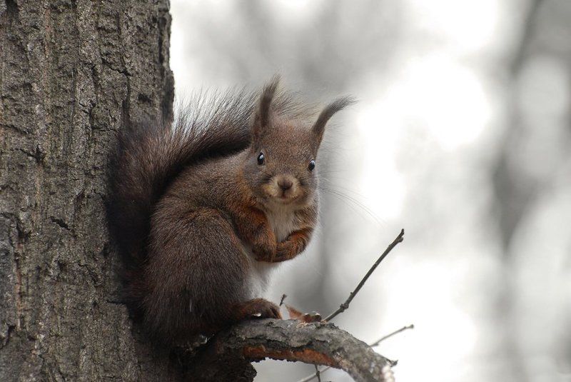 Белкиphoto preview