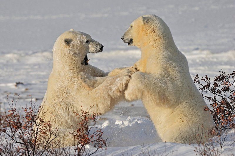 Снежностиphoto preview