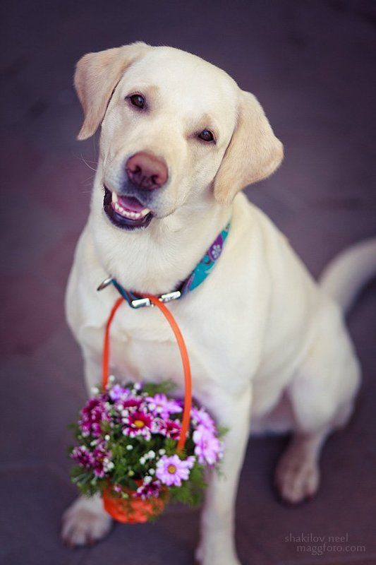 8М Джойphoto preview