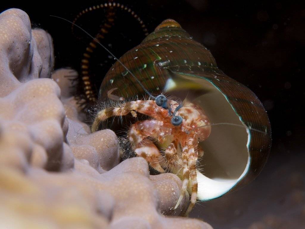 ***. Автор: Dmitry Chikishev , Dmitry Chikishev